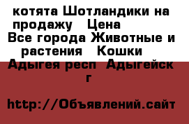 котята Шотландики на продажу › Цена ­ 5 000 - Все города Животные и растения » Кошки   . Адыгея респ.,Адыгейск г.